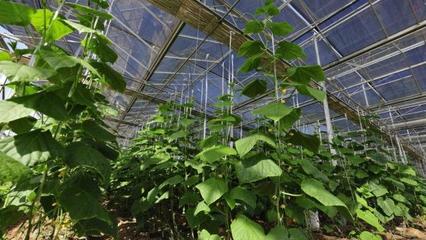 大棚蔬菜种植技术,分析其生长对环境条件的需求