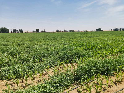 明花乡玉米豆类带状复合种植,助力粮食稳产增收
