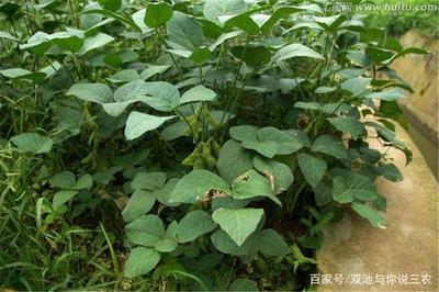 种植优质的青豆选种很重要,在采收的时候要进行留种,硬了才能收