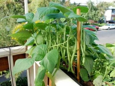 最适合阳台盆栽的19种蔬菜植物!